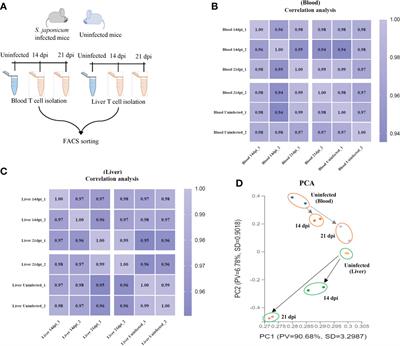 Dynamic miRNA profile of host T cells during early hepatic stages of Schistosoma japonicum infection